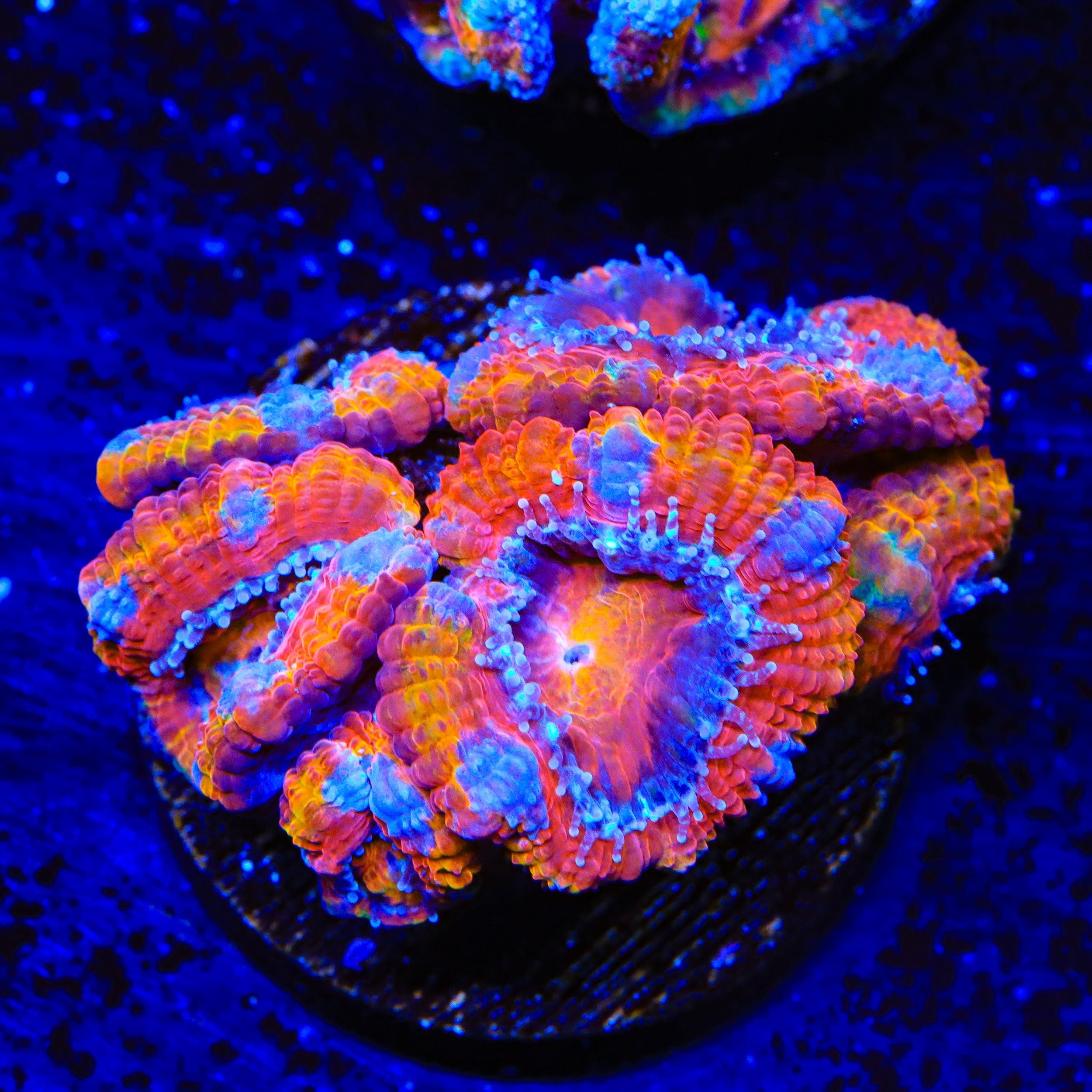 Rainbow Acan Coral
