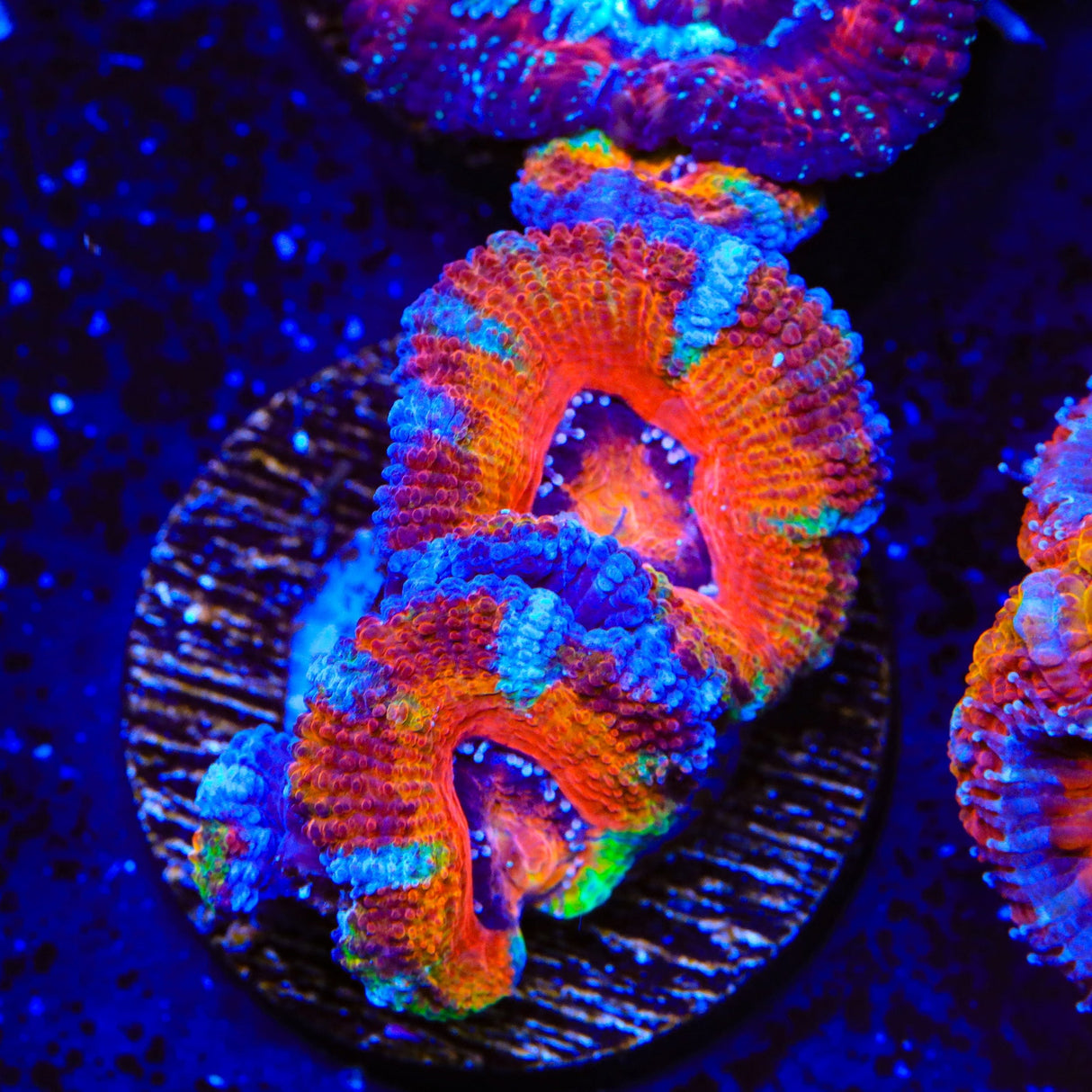 Rainbow Acan Coral