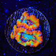 Rainbow Acan Coral