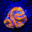 Rainbow Acan Coral