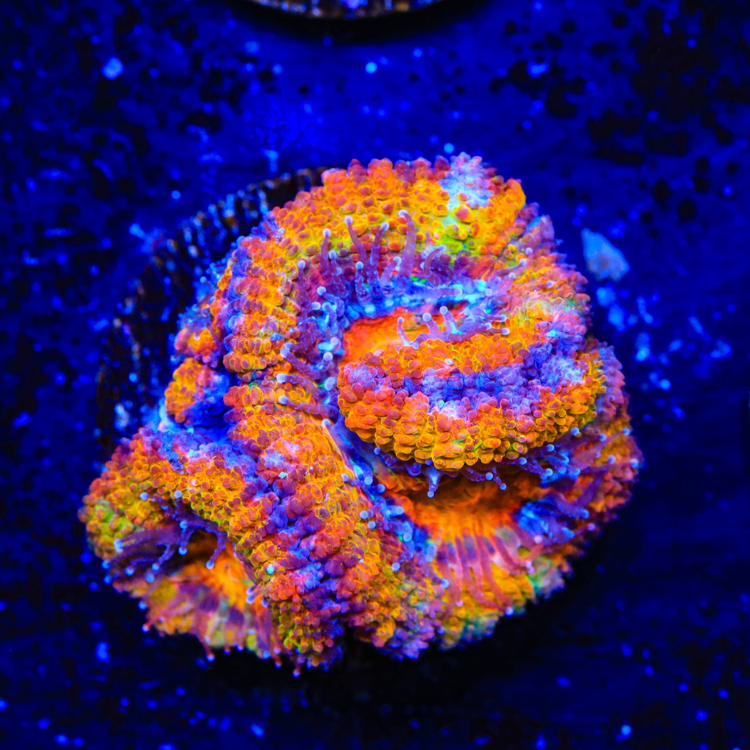 Rainbow Acan Coral