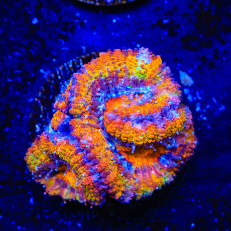 Rainbow Acan Coral