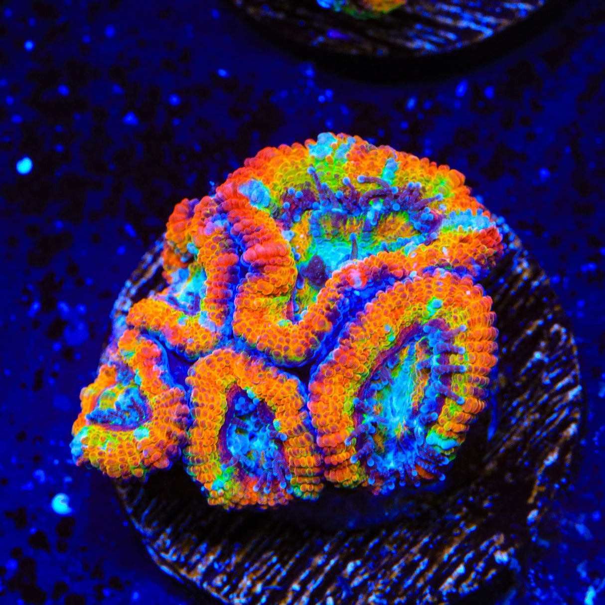 Rainbow Acan Coral