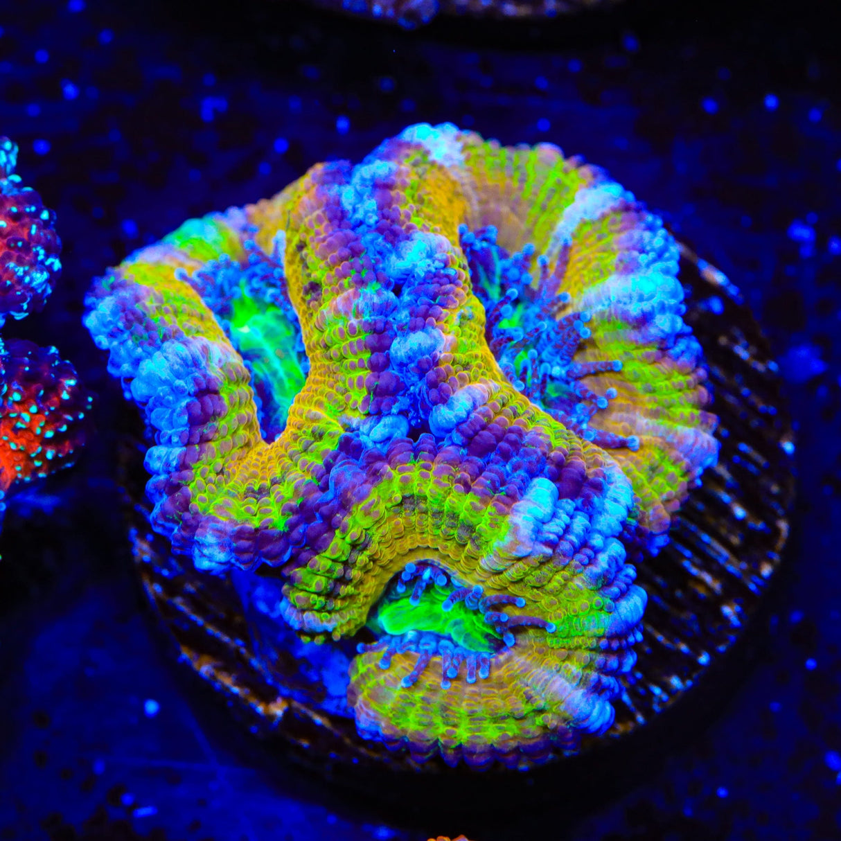 Rainbow Acan Coral