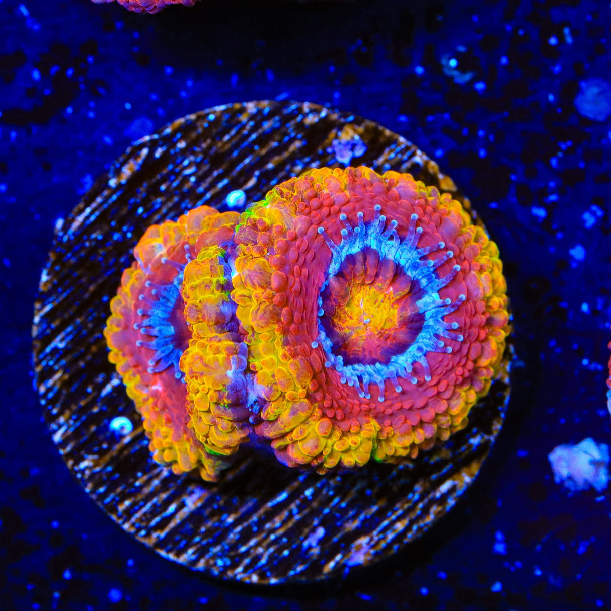 Rainbow Acan Coral