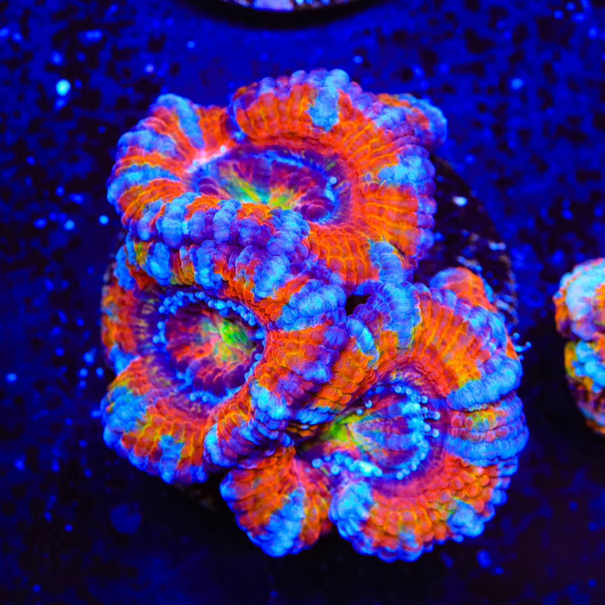 Rainbow Acan Coral