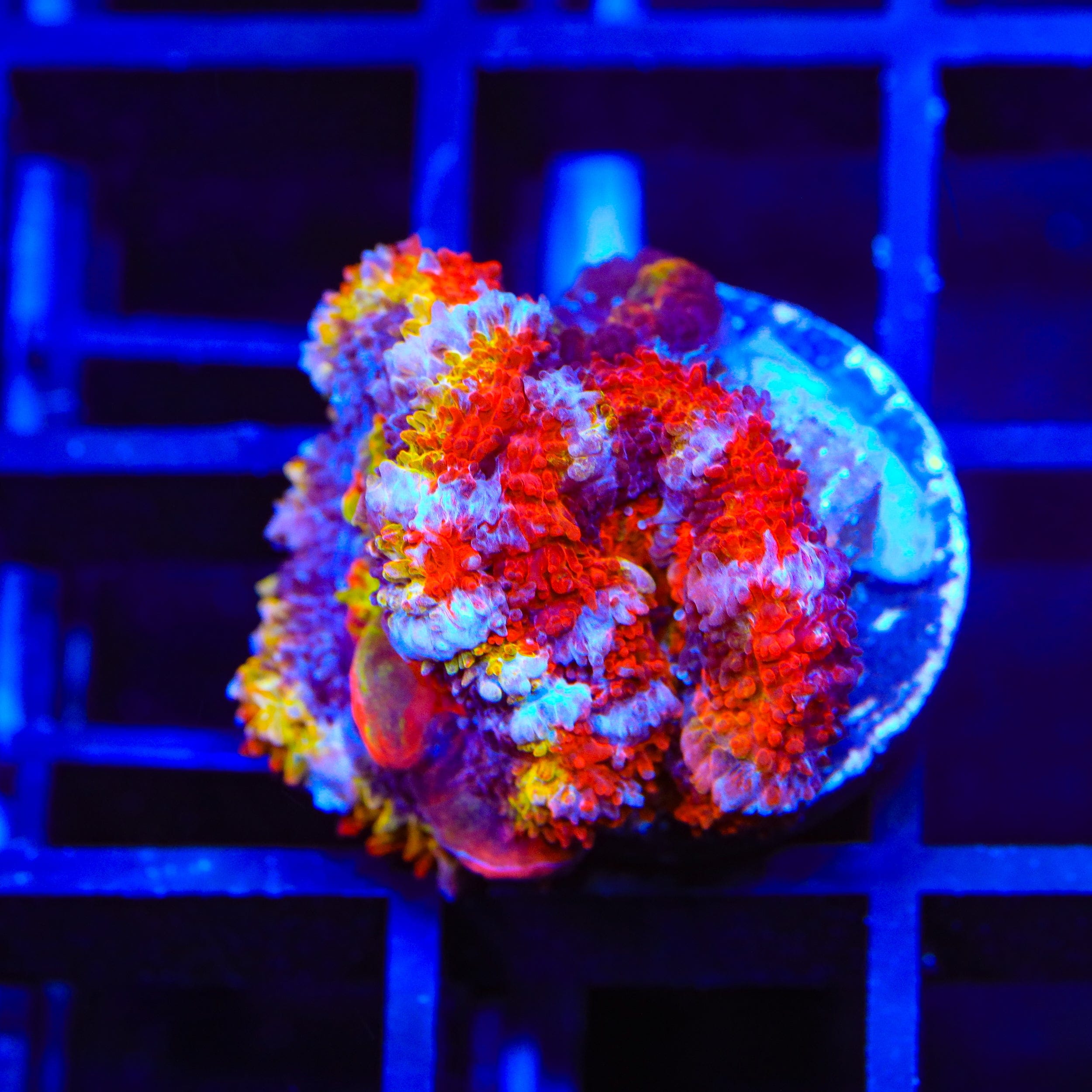 Rainbow Acan Coral