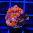 Rainbow Acan Coral