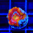 Rainbow Acan Coral