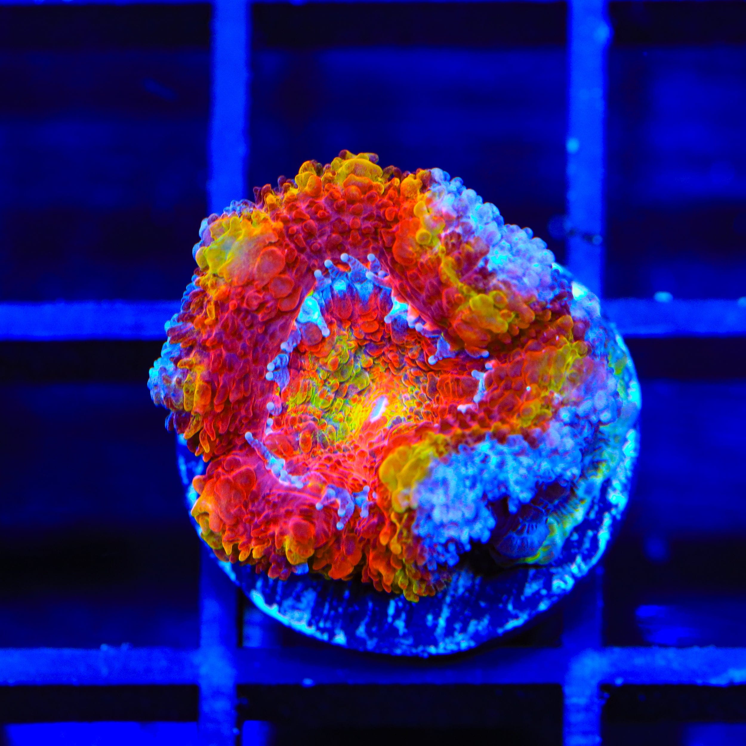 Rainbow Acan Coral
