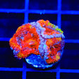 Rainbow Acan Coral