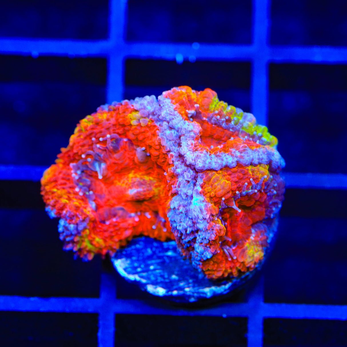 Rainbow Acan Coral