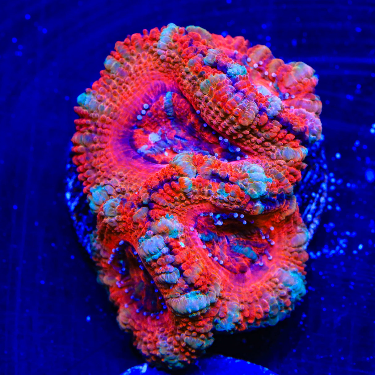 Rainbow Acan Coral