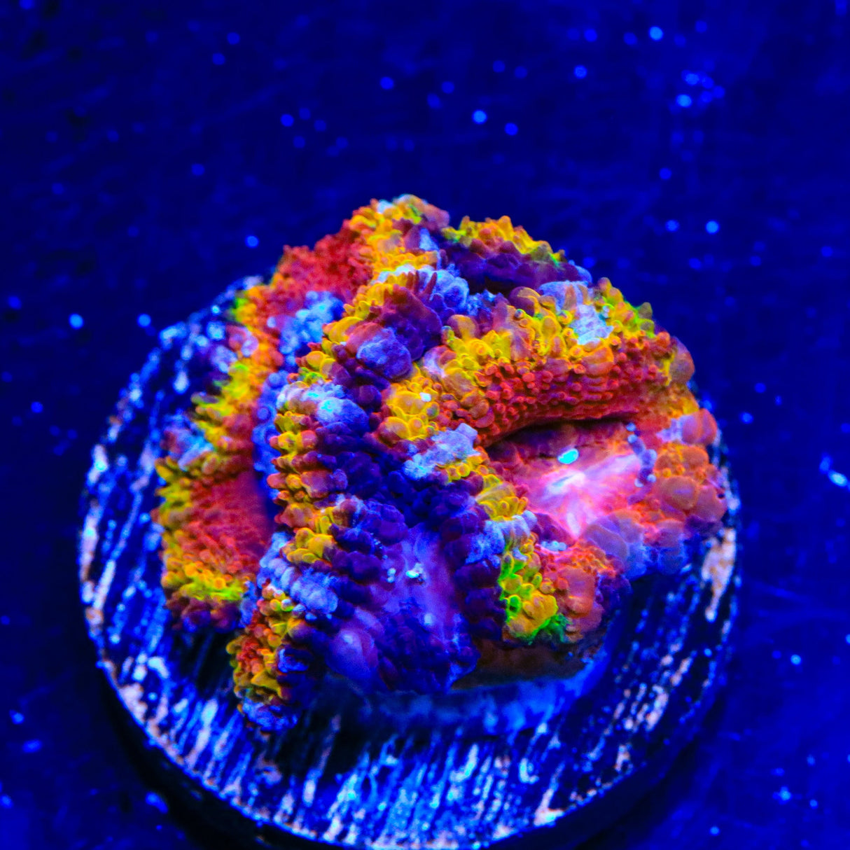 Rainbow Acan Coral