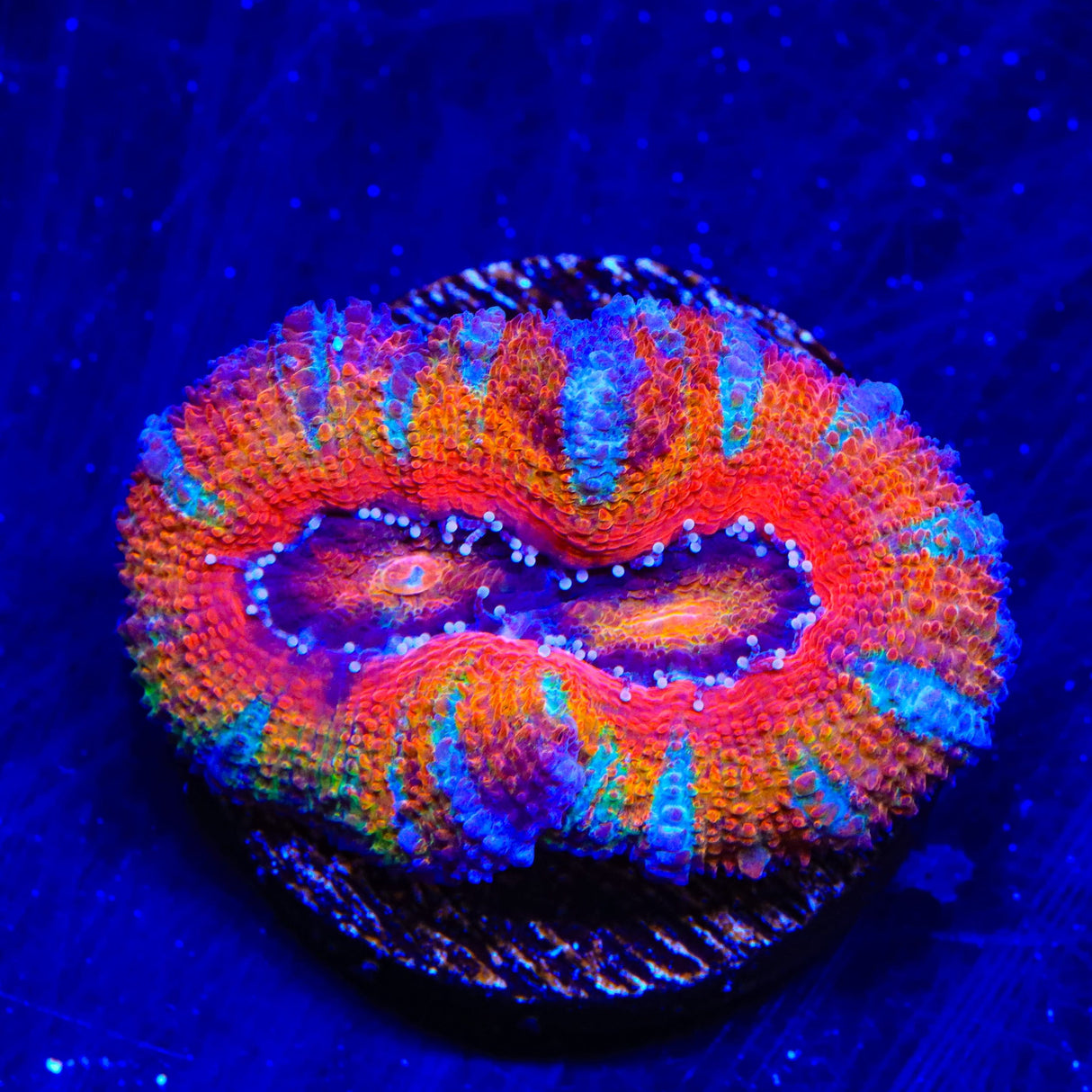 Rainbow Acan Coral