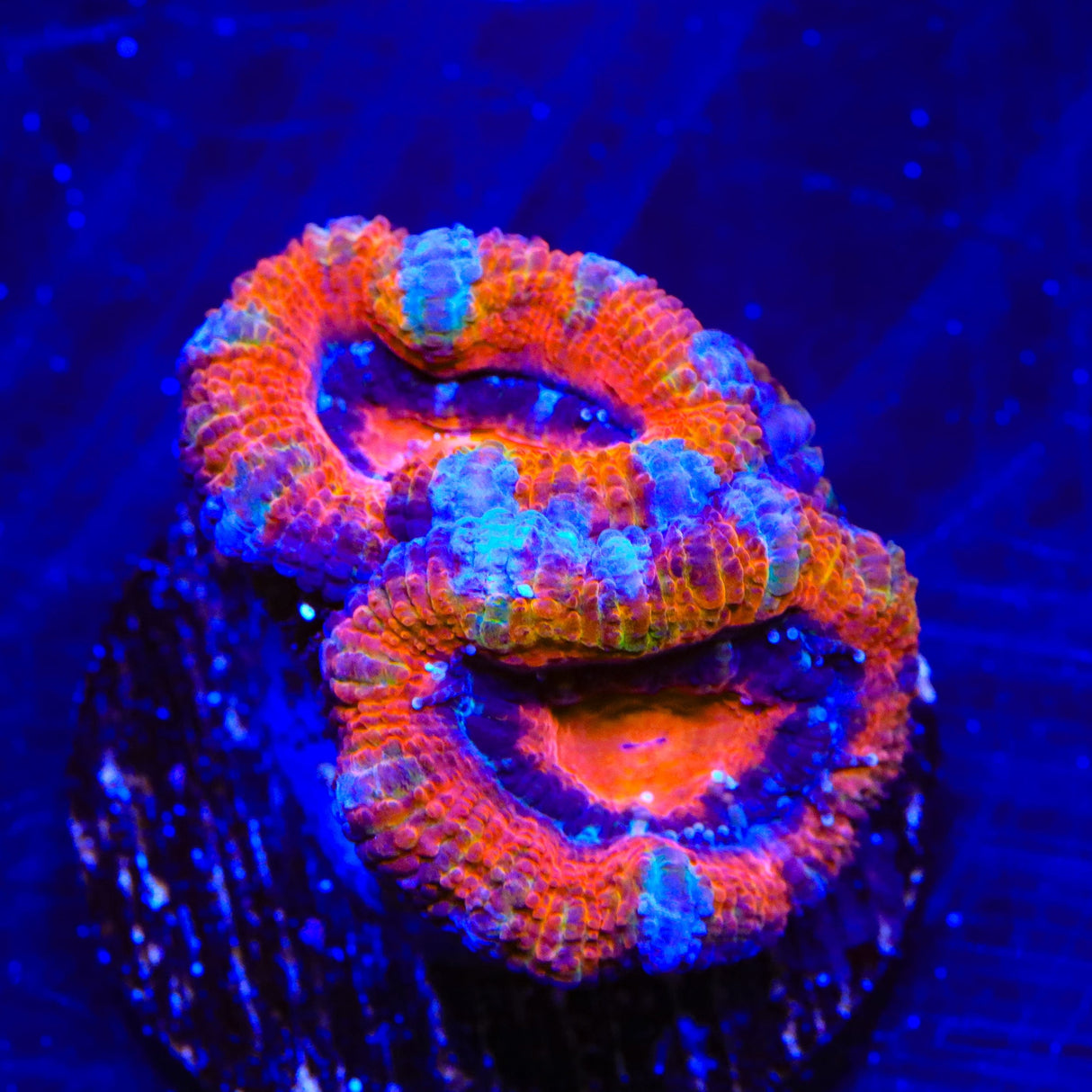 Rainbow Acan Coral