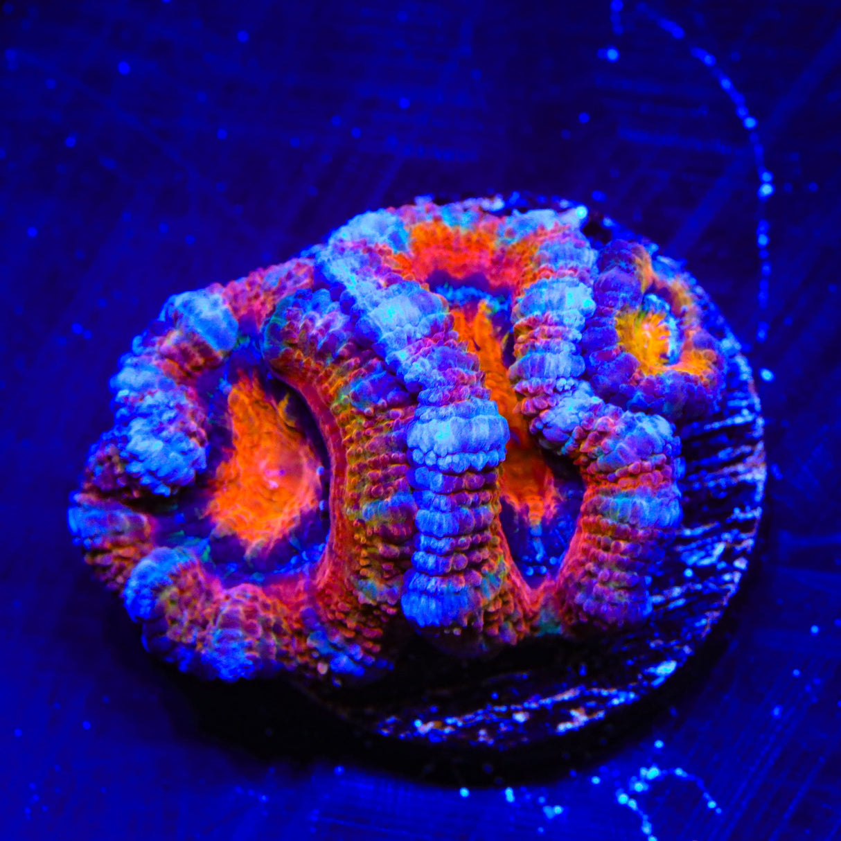 Rainbow Acan Coral