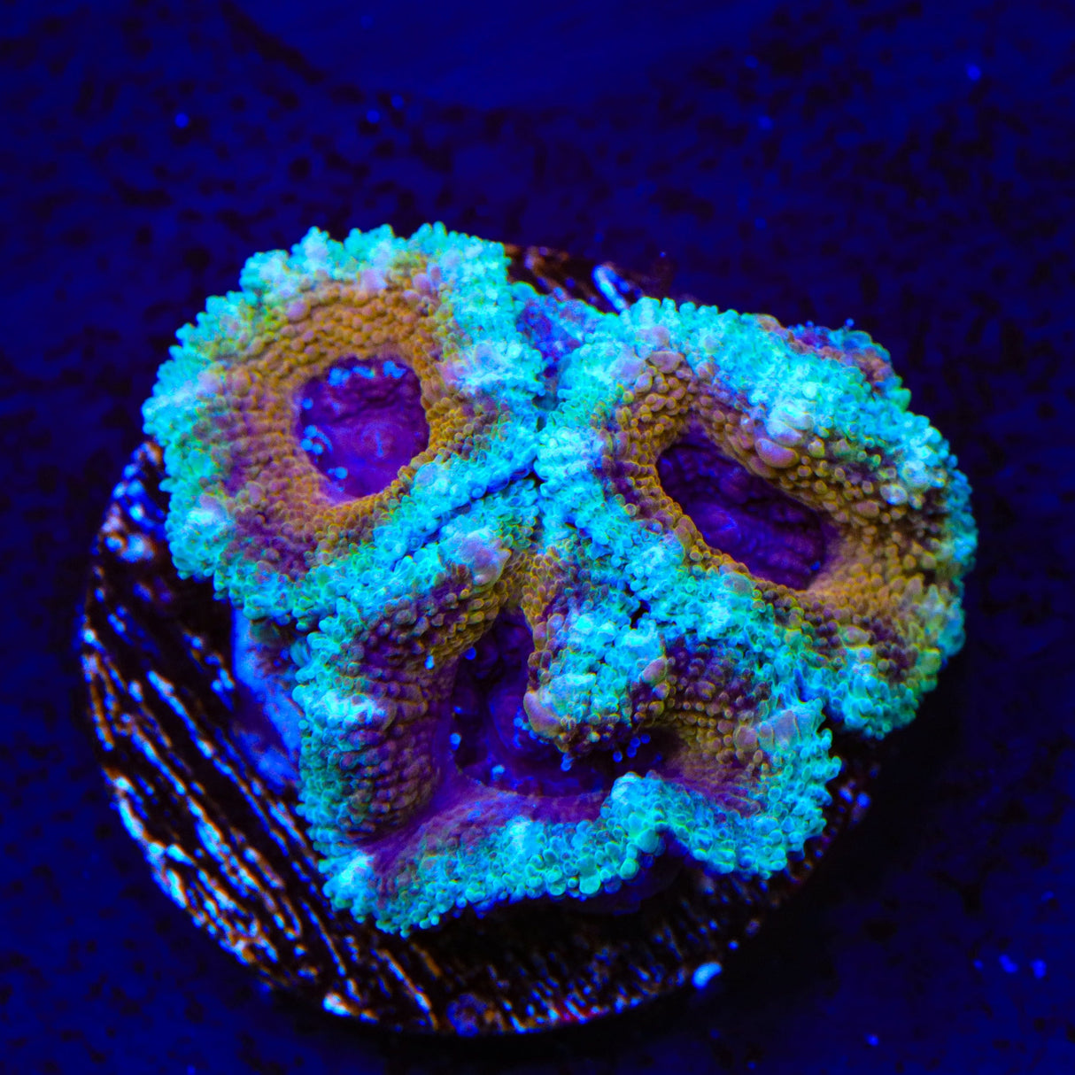 Rainbow Acan Coral