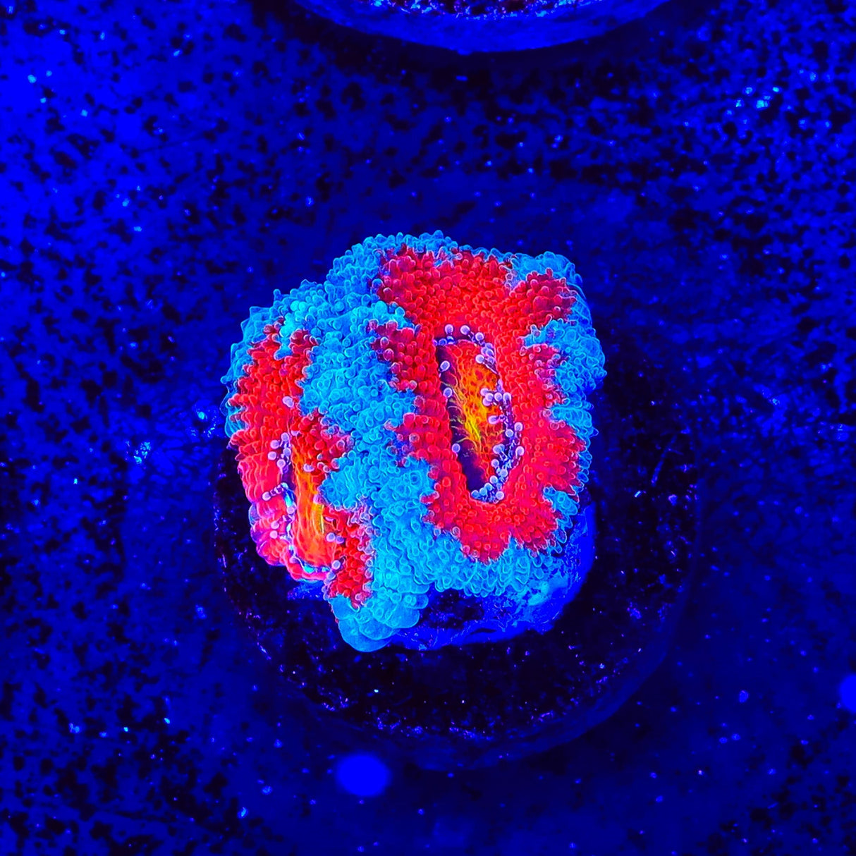Rainbow Acan Coral