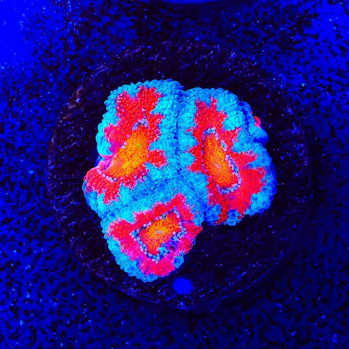 Rainbow Acan Coral