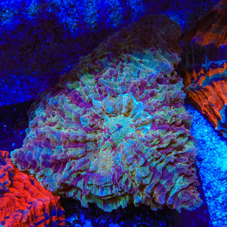 Rainbow Acanthophyllia Coral