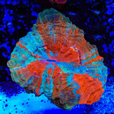 Rainbow Acanthophyllia Coral