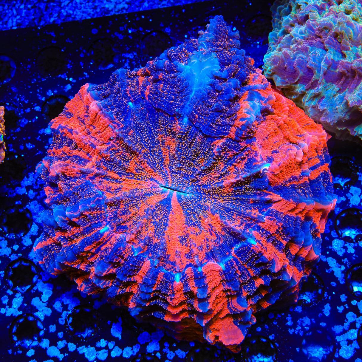 Rainbow Acanthophyllia Coral