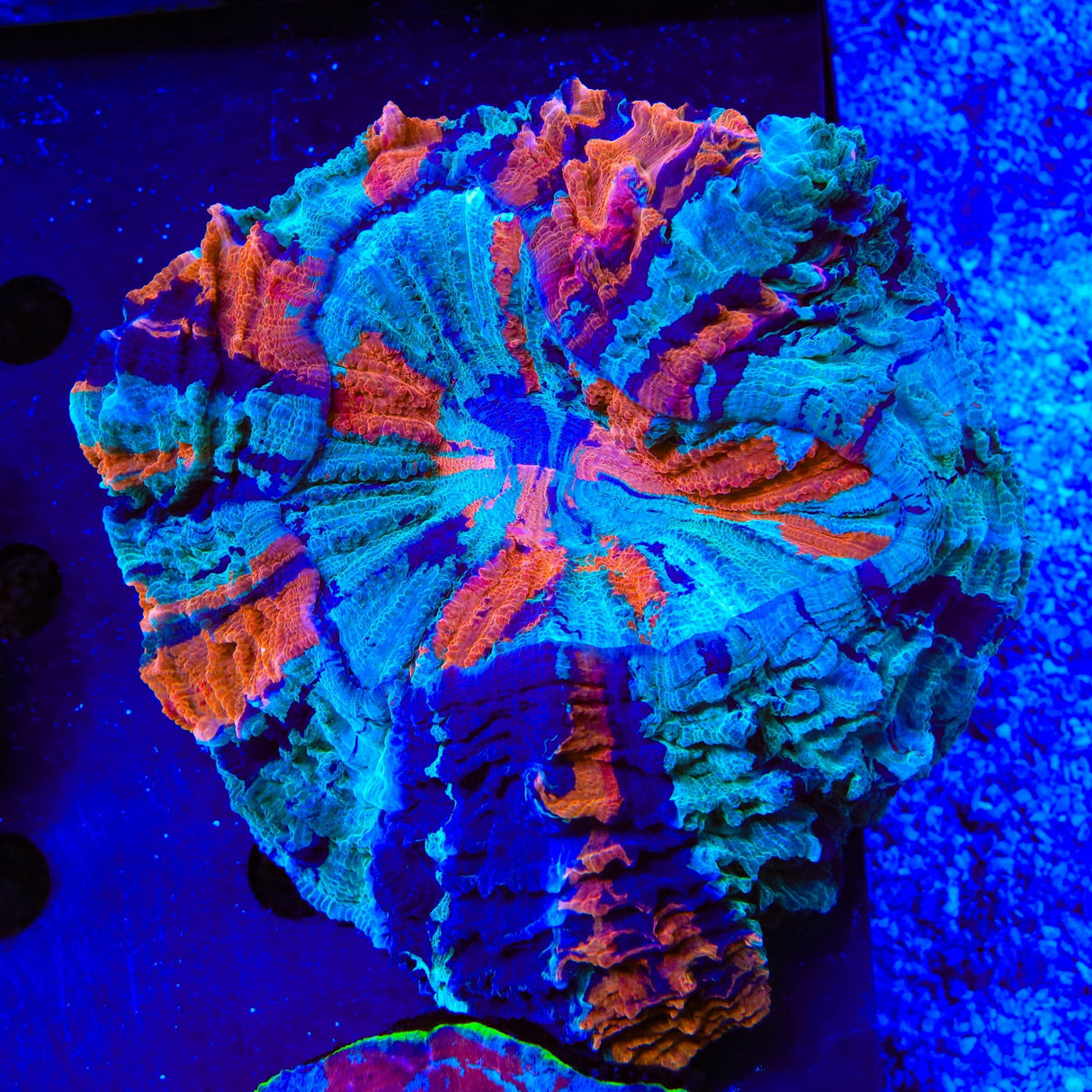 Rainbow Acanthophyllia Coral