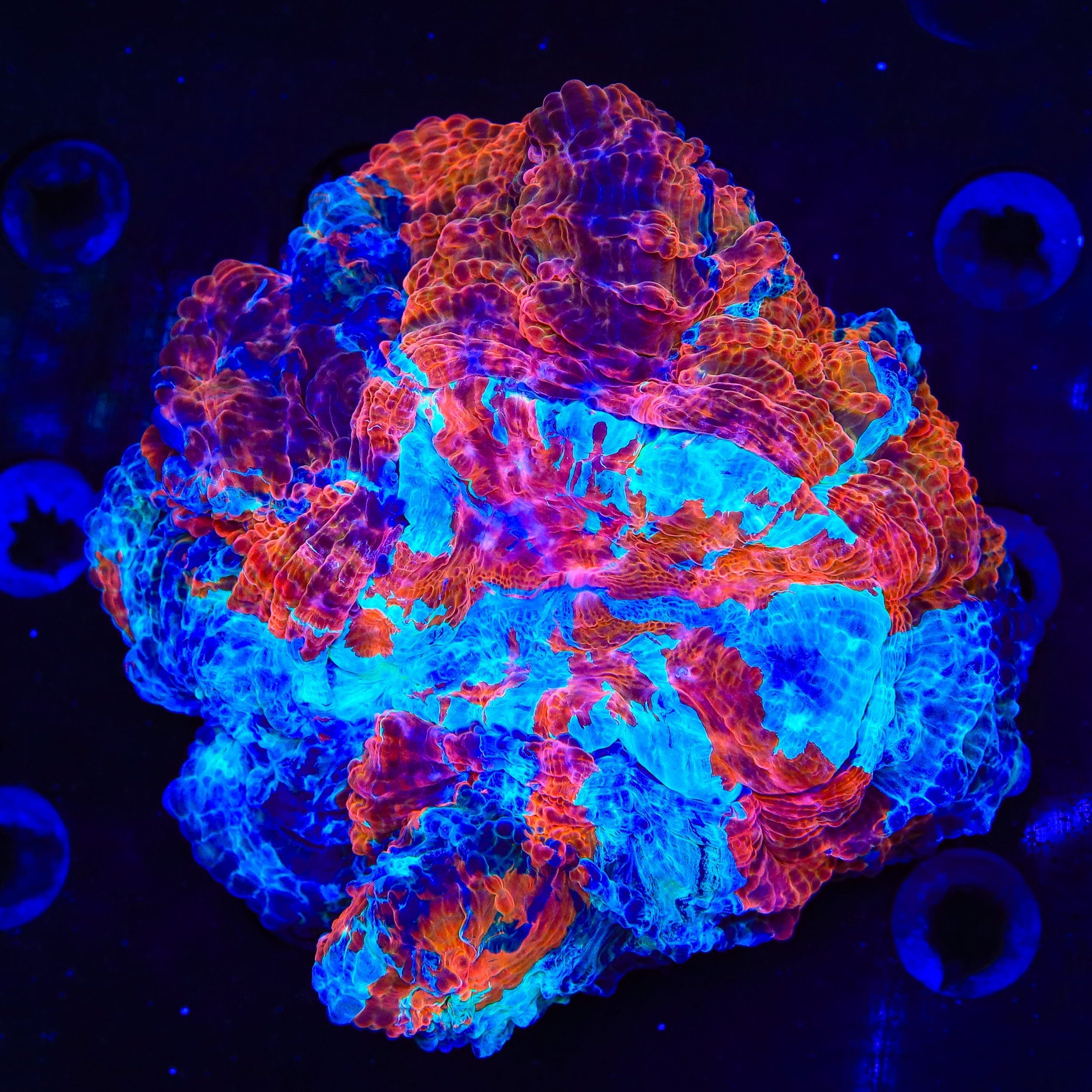 Rainbow Acanthophyllia Coral