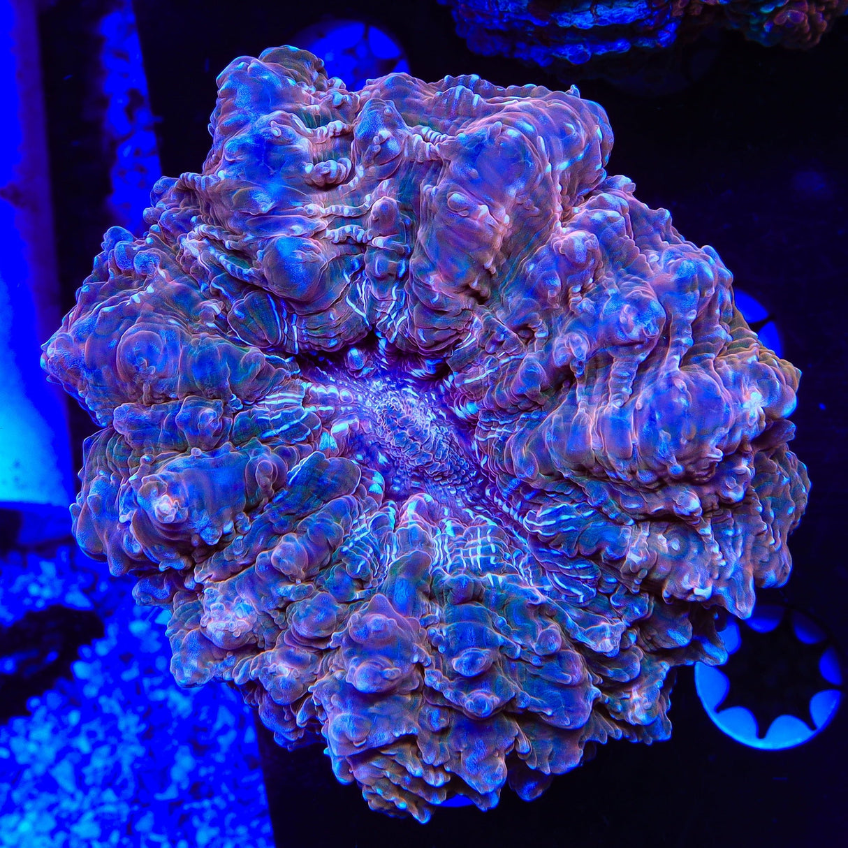 Rainbow Acanthophyllia Coral