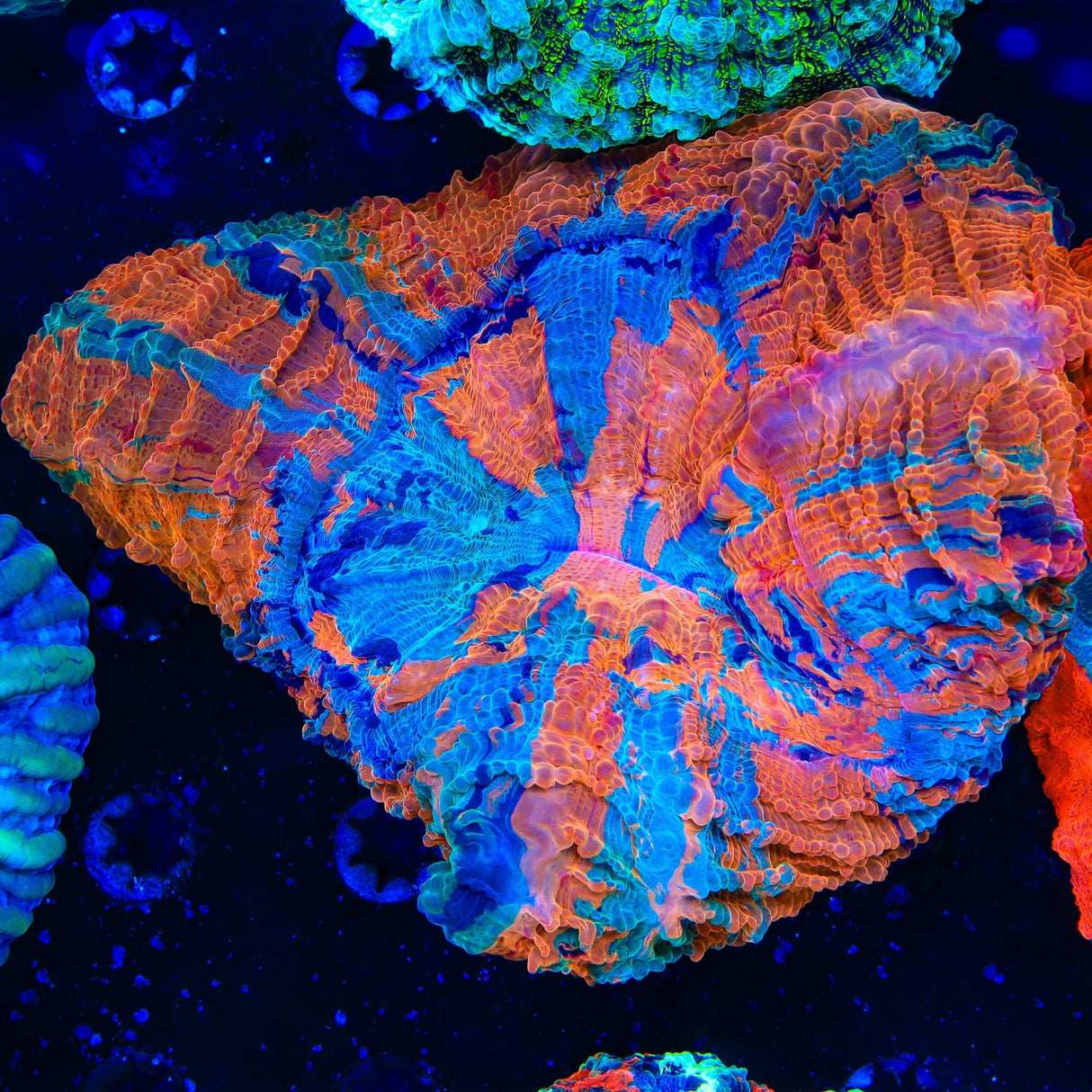Rainbow Acanthophyllia Coral