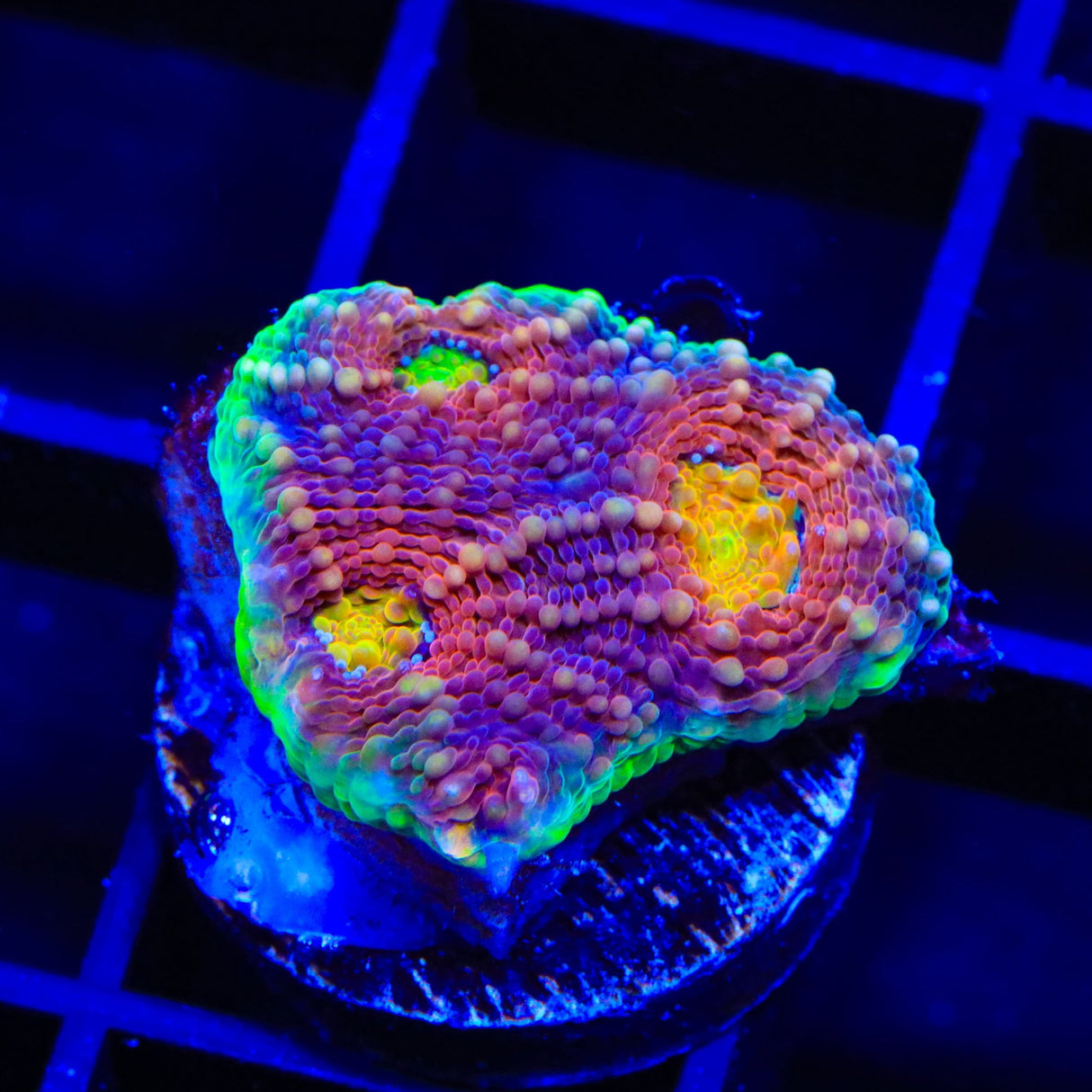 Rainbow Blast Echinata Coral