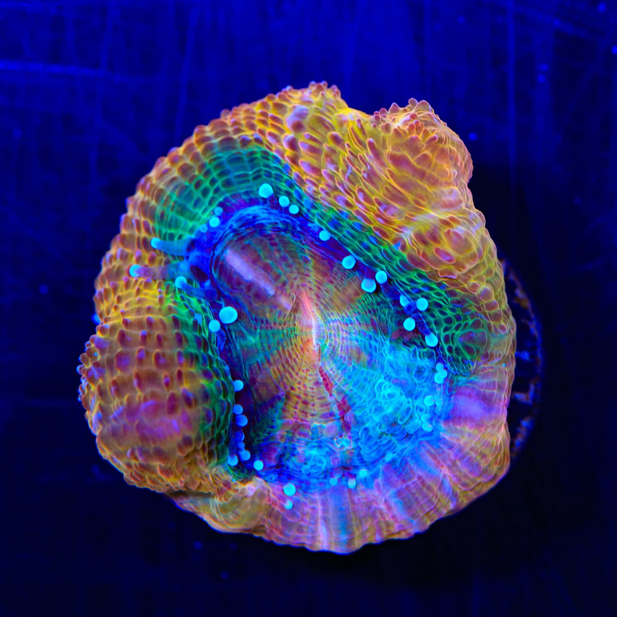 Rainbow Bowerbankii Coral