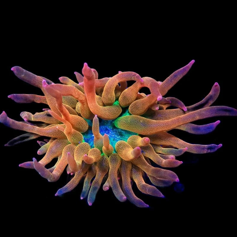Rainbow Bubbletip Anemone