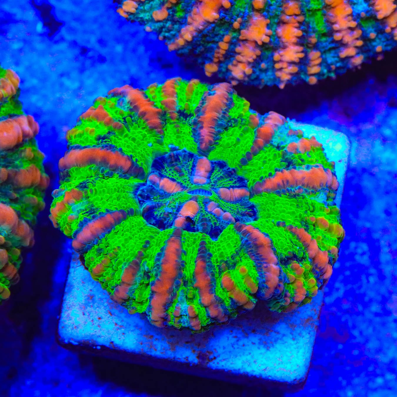 Rainbow Button 1" - 2" Scolymia Coral