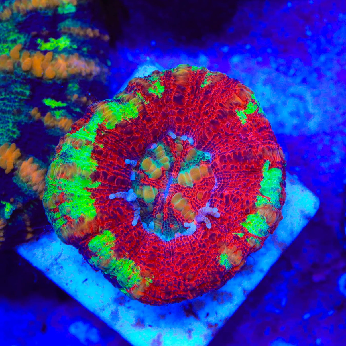 Rainbow Button 1" - 2" Scolymia Coral