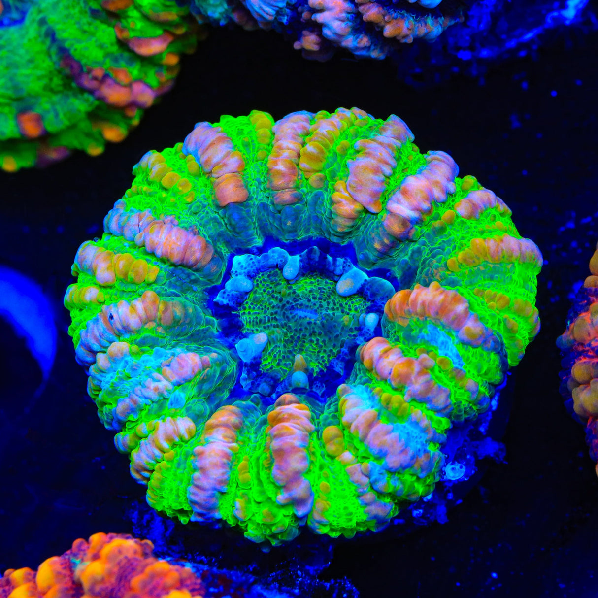 Rainbow Button Scolymia Coral