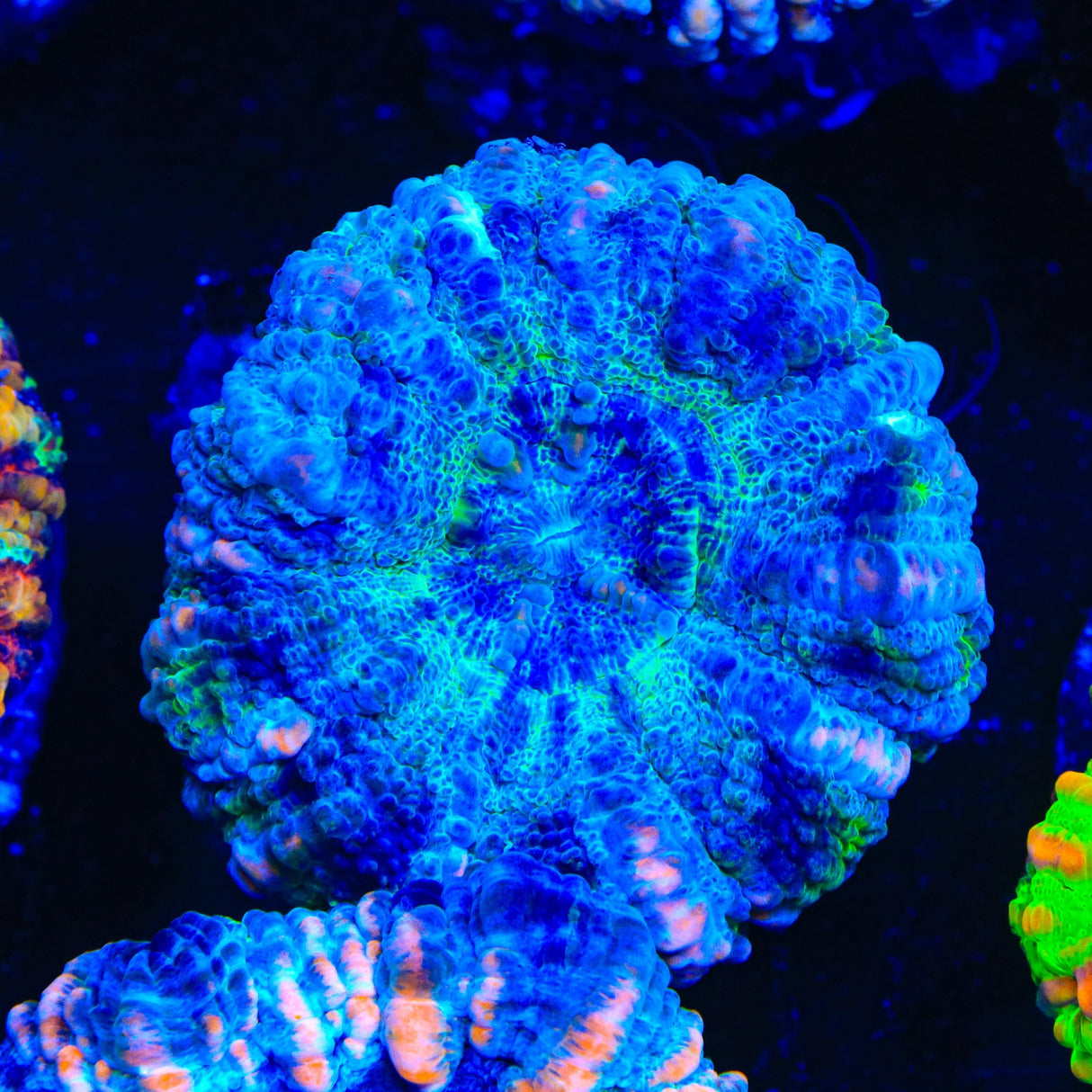 Rainbow Button Scolymia Coral