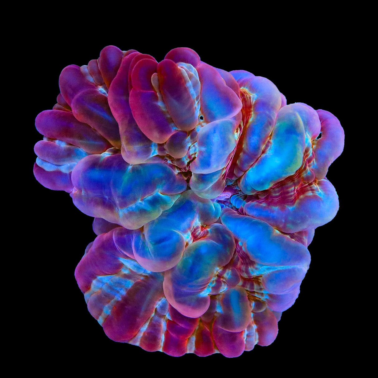 Rainbow Cynarina Coral
