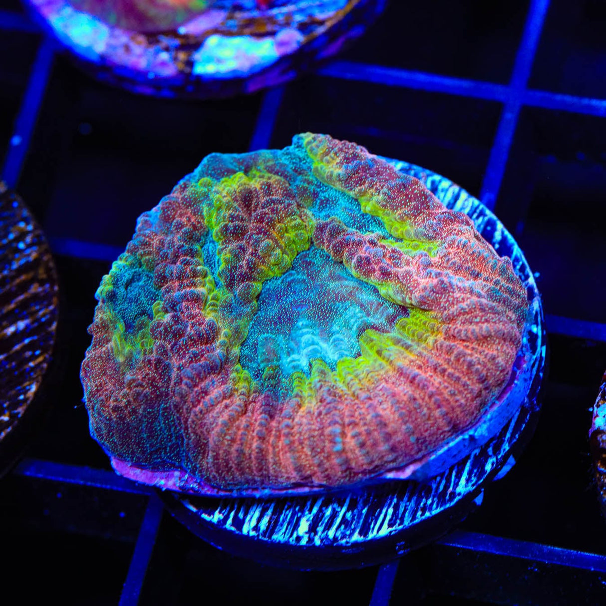 Rainbow Favia Coral