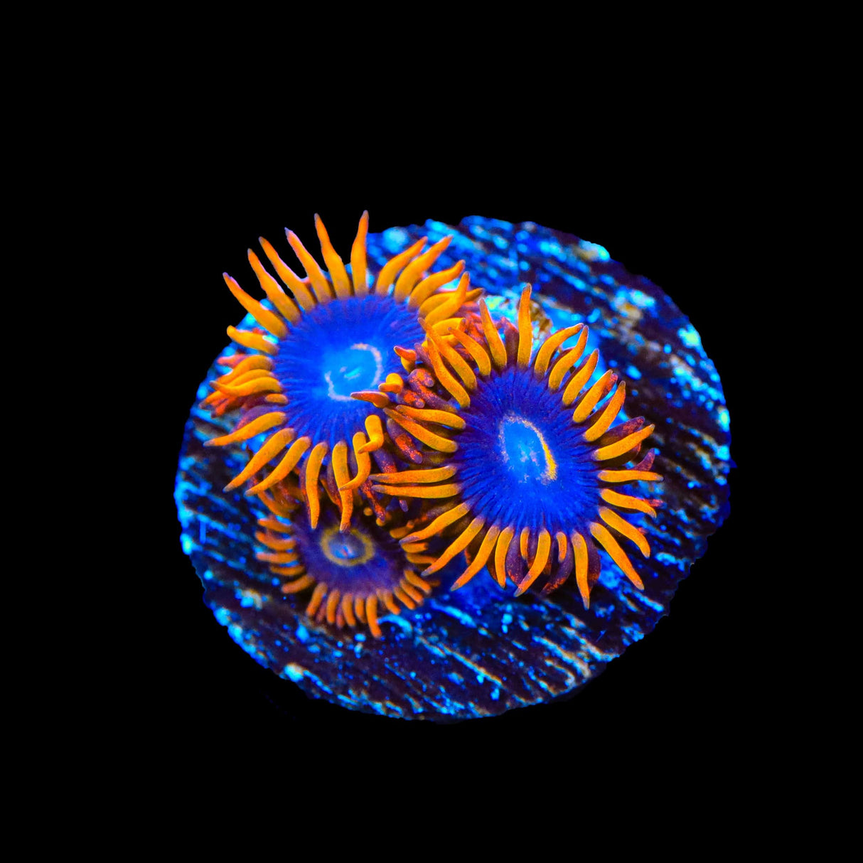 Rainbow Hornet Zoanthids Coral