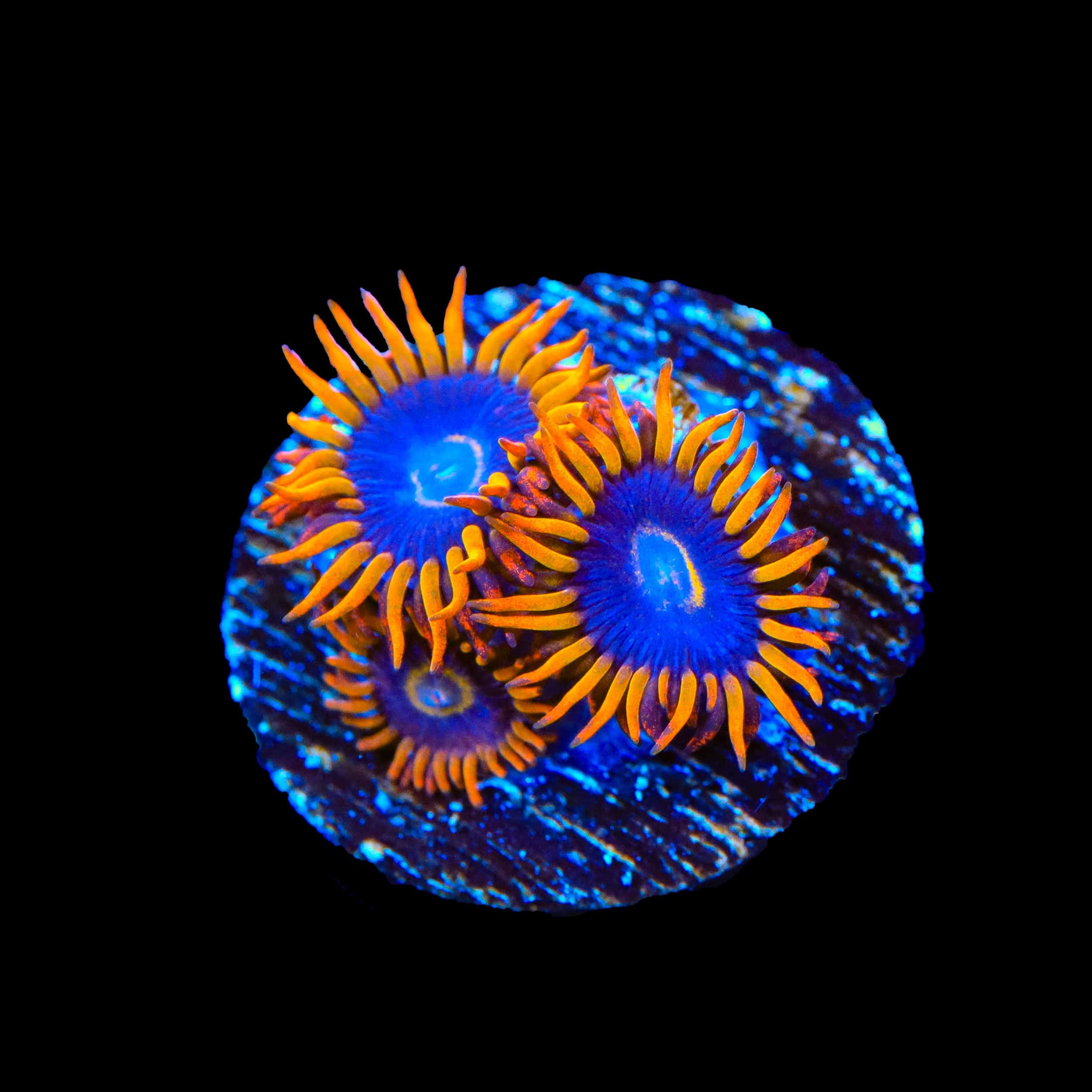 Rainbow Hornet Zoanthids Coral
