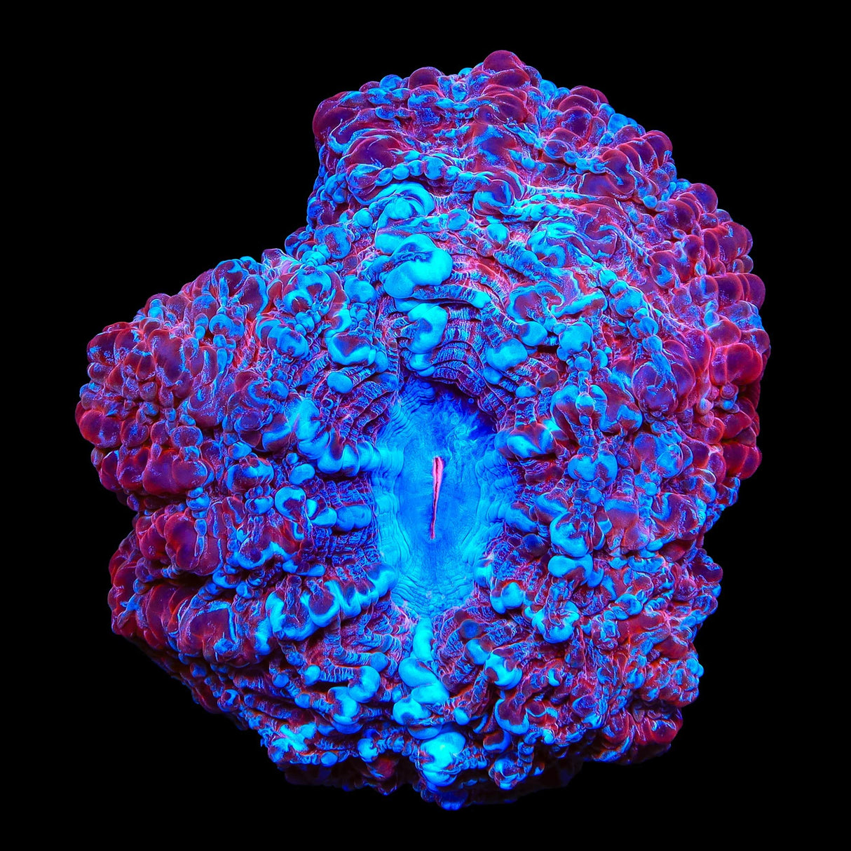 Rainbow Indophyllia Colony Coral
