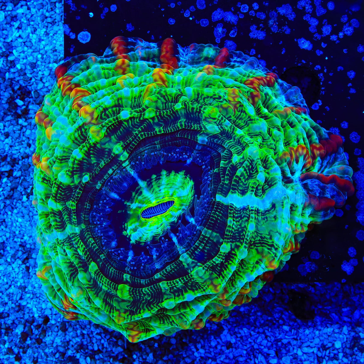 Rainbow Indophyllia Coral