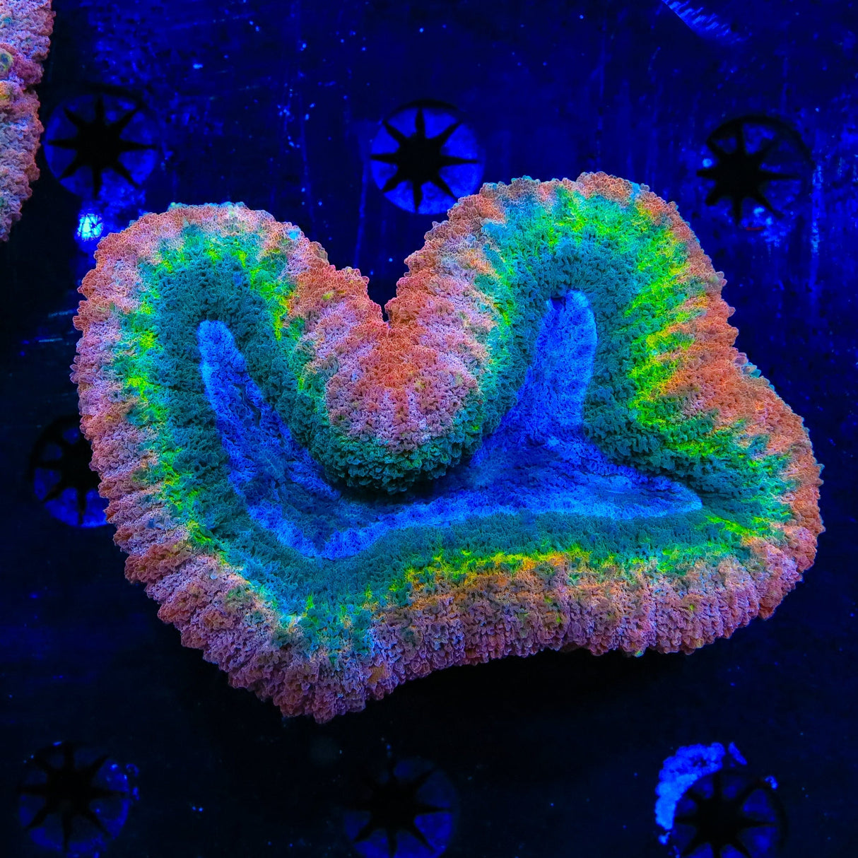 Rainbow Lobophyllia Coral
