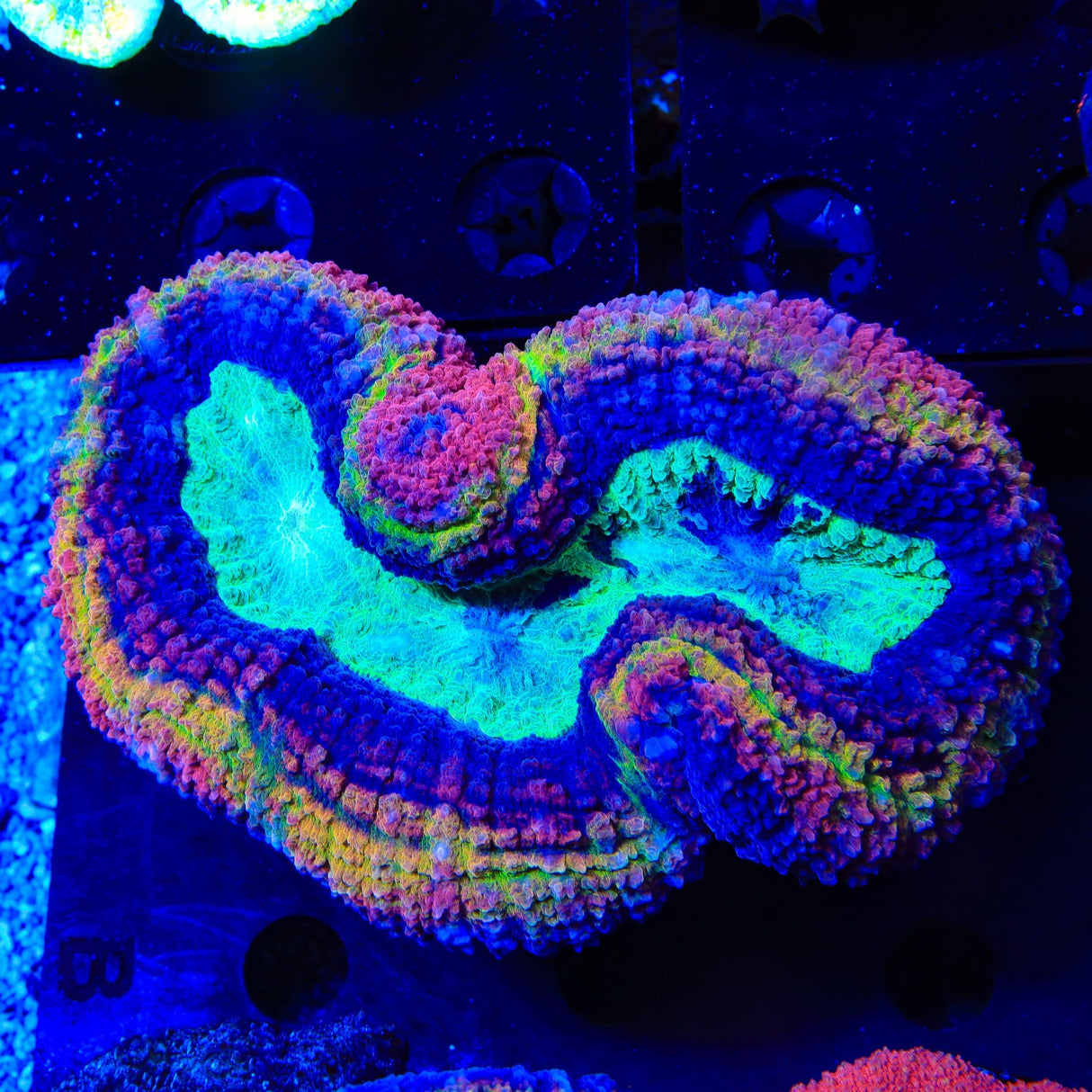 Rainbow Lobophyllia Coral