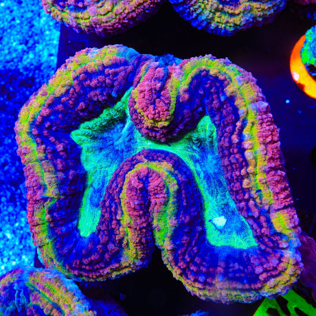 Rainbow Lobophyllia Coral