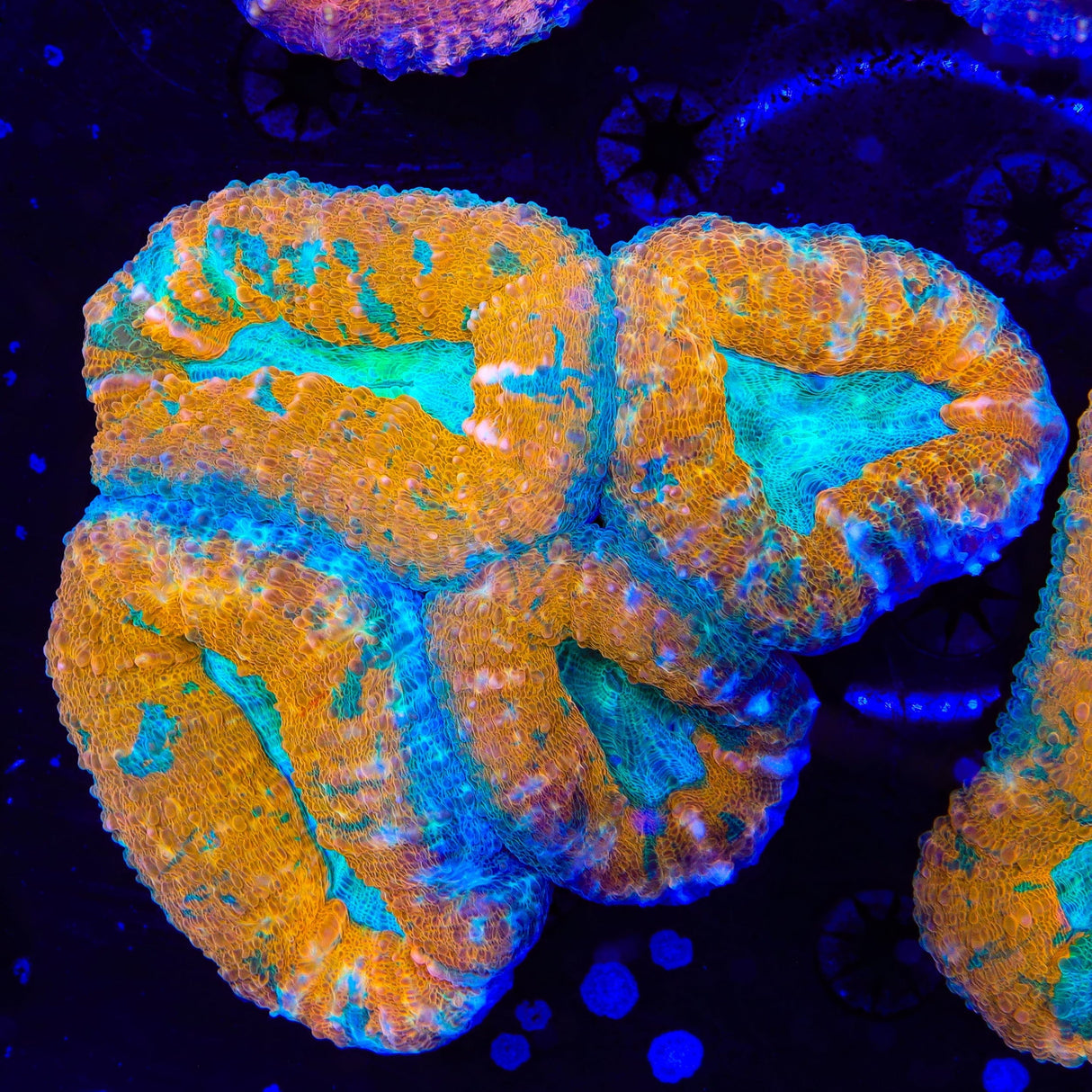 Rainbow Lobophyllia Coral