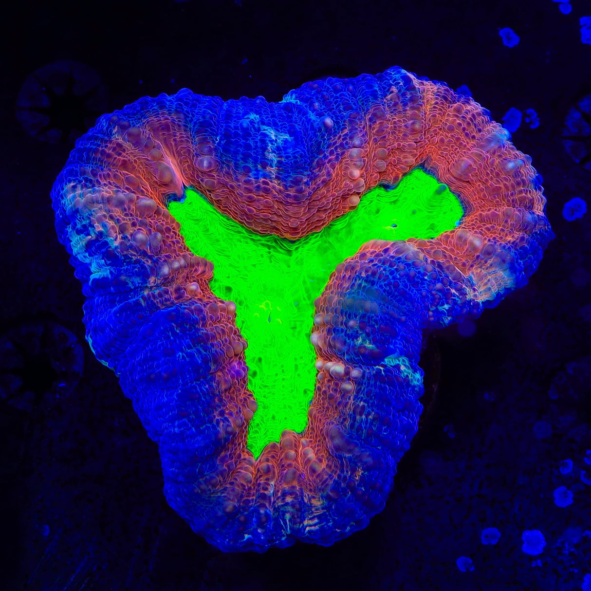 Rainbow Lobophyllia Coral