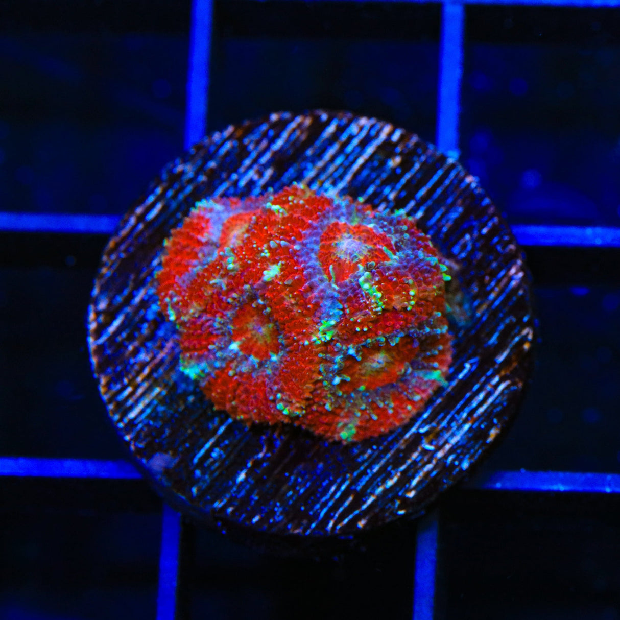 Rainbow Micromussa Coral